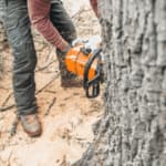 Abbattimento Alberi Roma