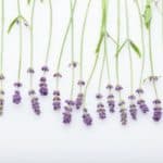 Coltivazione Lavanda