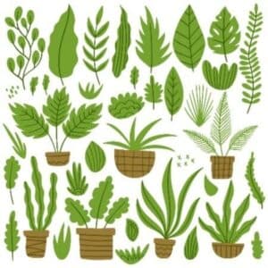 piante per serra da balcone