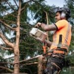 tecnica di tree climbing