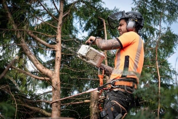 tecnica di tree climbing