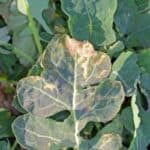 Fungicida naturale contro le malattie fungine