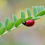 La Coccinella