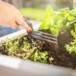 Progettazione Aiuole Roma