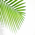 malattie delle palme