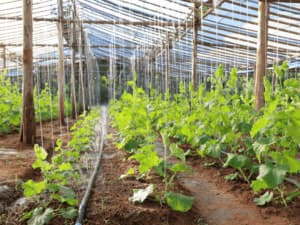 agricoltura permacultura agricoltura permacultura