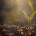 Agricoltura Sinergica