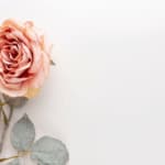 Come piantare le rose