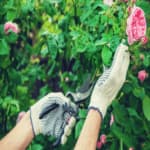 Come potare le rose