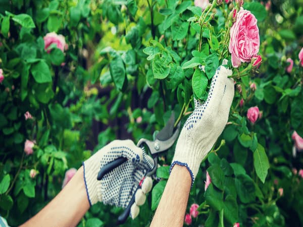 Come potare le rose