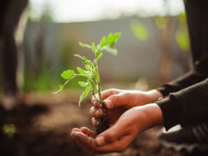 Come realizzare una food forest