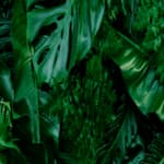 Food Forest