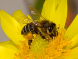 insetti impollinatori