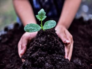 la sostenibilità ambientale