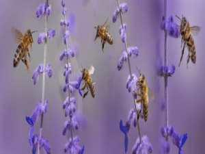 Piante per insetti impollinatori