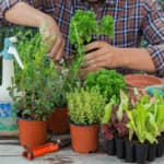 Urban Gardening