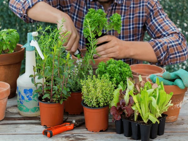 Urban Gardening