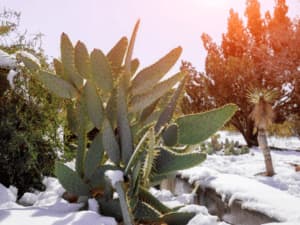 come proteggere le piante esterne dal freddo come proteggere le piante esterne dal freddo