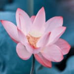 il fior di loto