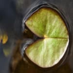 le piante acquatiche