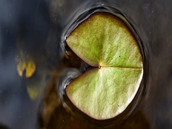 le piante acquatiche
