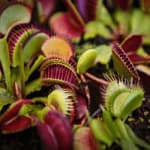 le piante carnivore