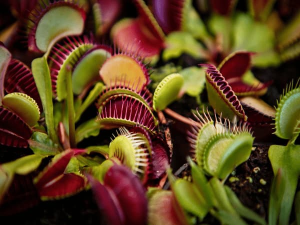 le piante carnivore