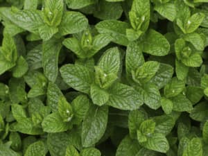 le proprietà della menta le proprietà della menta