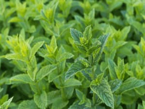 menta caratteristiche generali menta caratteristiche generali