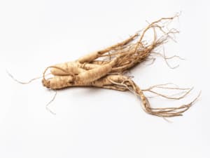 pianta del ginseng pianta del ginseng