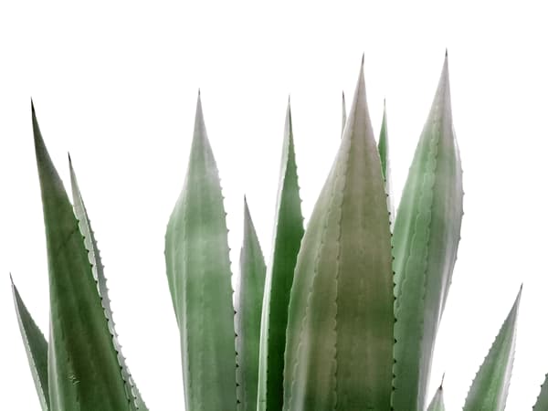 Pianta di Agave