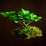 pianta kokedama