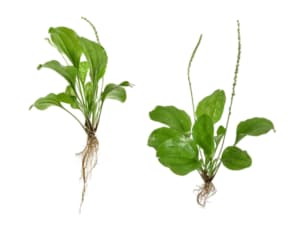 pianta officinale