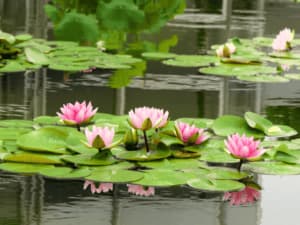 piante acquatiche ossigenanti piante acquatiche ossigenanti