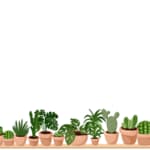 piante da giardino sempreverdi