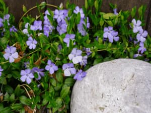 piante perenni da esterno piante perenni da esterno
