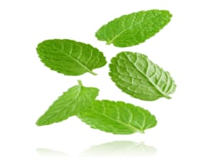 proprietà benefiche della menta proprietà benefiche della menta