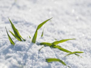 proteggere le piante dal freddo proteggere le piante dal freddo