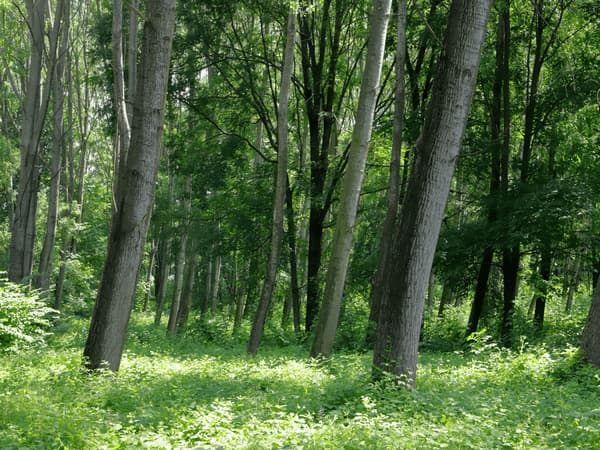 Quali sono gli alberi caducifoglie
