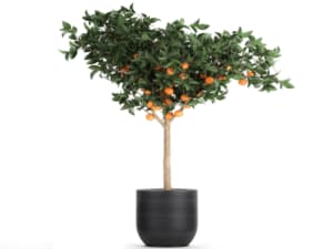 albero bonsai albero bonsai
