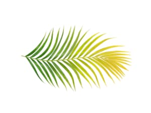 clorosi ferrica rimedi clorosi ferrica rimedi