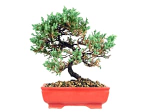 come si cura un bonsai come si cura un bonsai