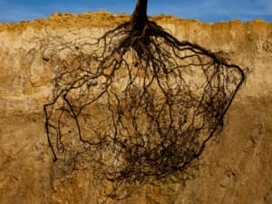 marciume radicale sintomi