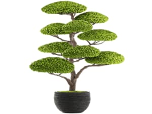 pianta di bonsai pianta di bonsai