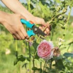 riproduzione per talea
