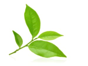riproduzione talea