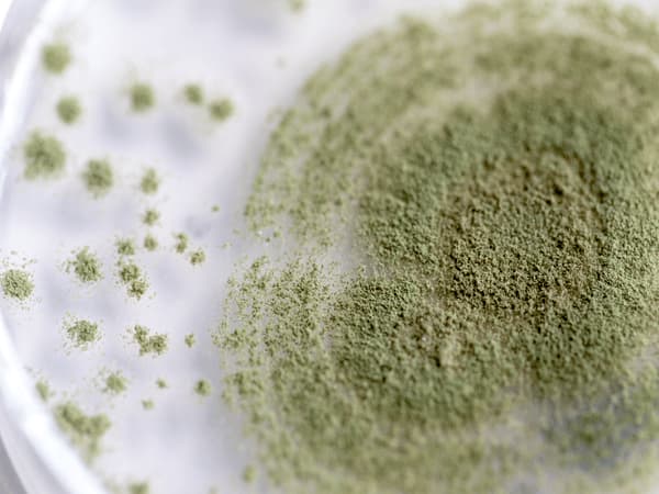 Alternaria