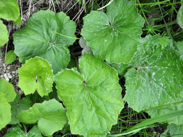 Antracnosi