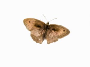 Cacyreus Marshalli rimedi Cacyreus Marshalli rimedi