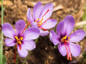 Le proprietà della malva Le proprietà della malva